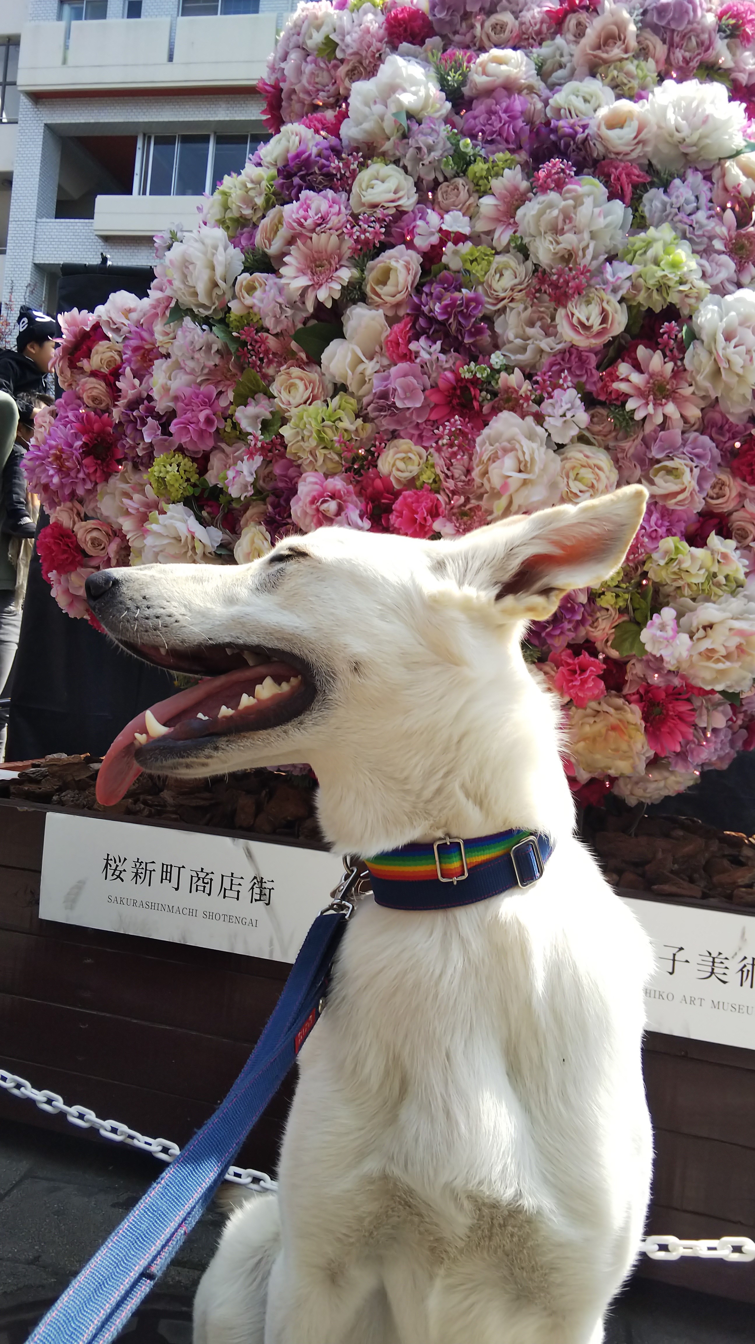 陽と花1 陽と花1
